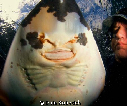 approached shovel nose shark off Newport Beach Pier holdi... by Dale Kobetich 